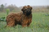 BRIARD 295